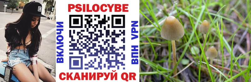 Купить  Междуреченск  Галлюциногенные грибы Psilocybe 